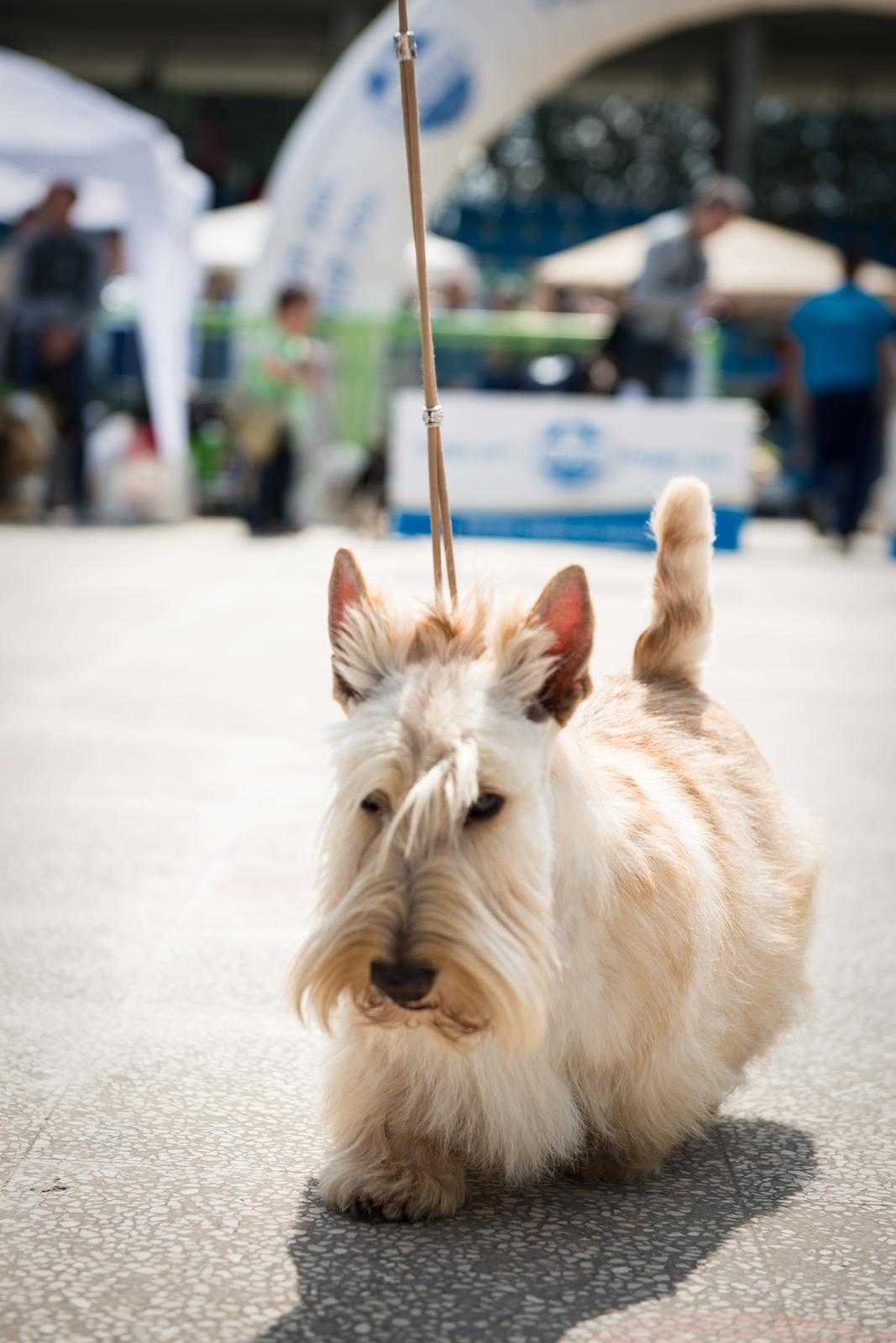 New Mc Monique Ginger Bread scottish terrier gens caninia