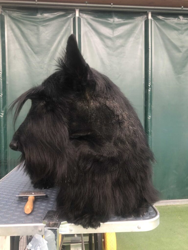 scottish terrier gens caninia Arsenio Magno