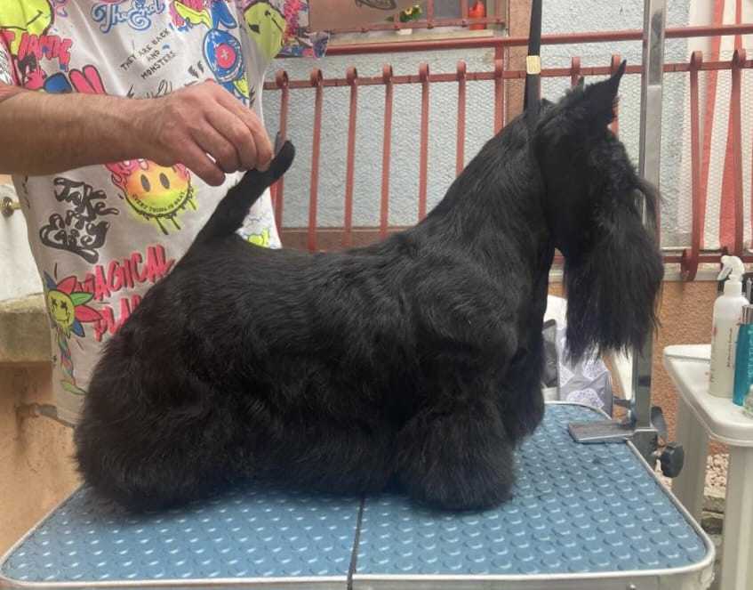 scottish terrier gens caninia Creola della Gens Caninia Ch.Montenegro Ch Albania Ch Internazionale Ch Ita JCh Ita