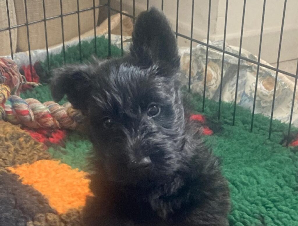 Hayadée della Gens Caninia