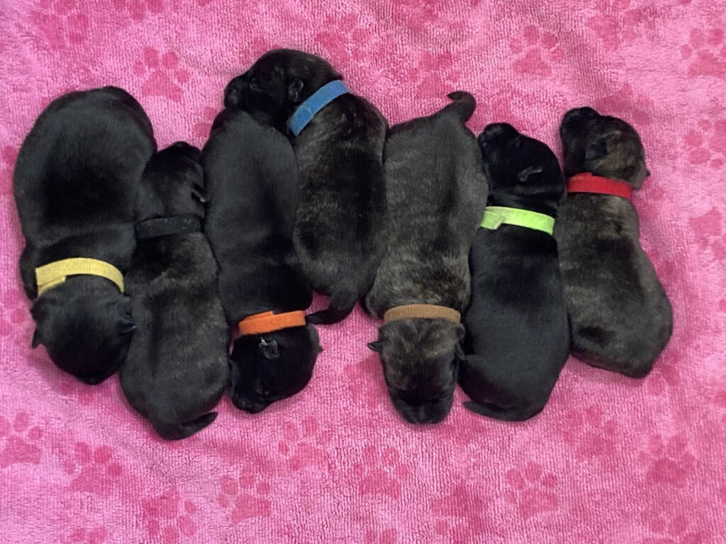 scottish terrier gens caninia Litter H Winter